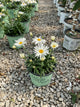 Leucanthemum x s. 'Whoops-A-Daisy'