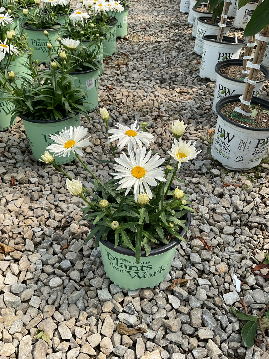 Leucanthemum x s. 'Whoops-A-Daisy' — 19CM PTW