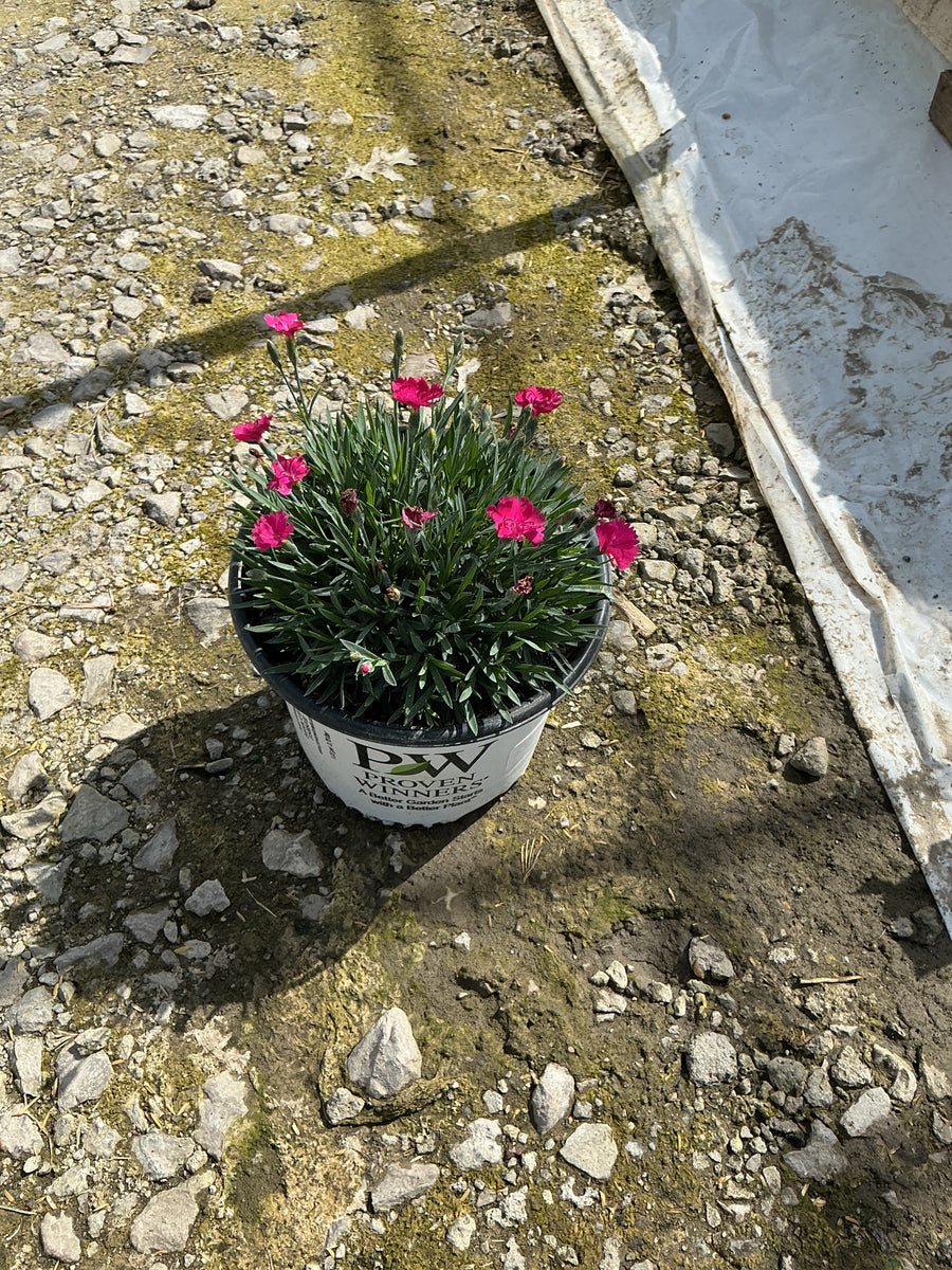 Dianthus paint 'The Town Magenta' — 19CM PW