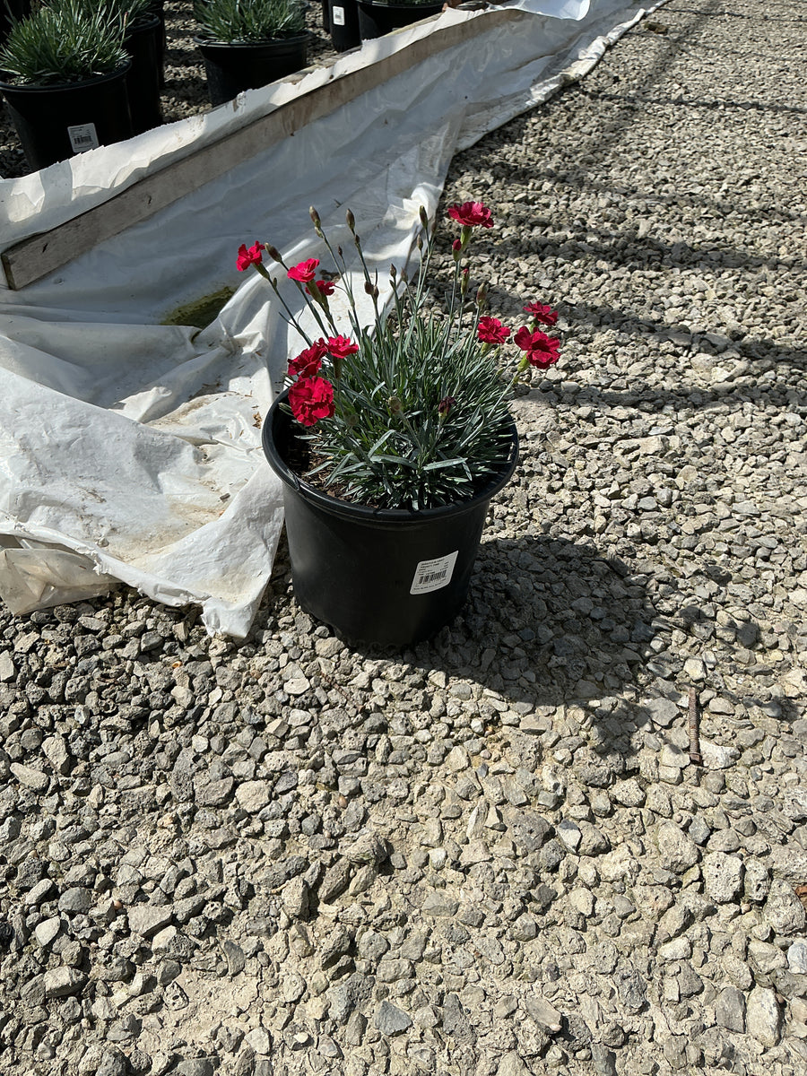 Dianthus gratianopolitanus 'Frosty Fire' — 19CM