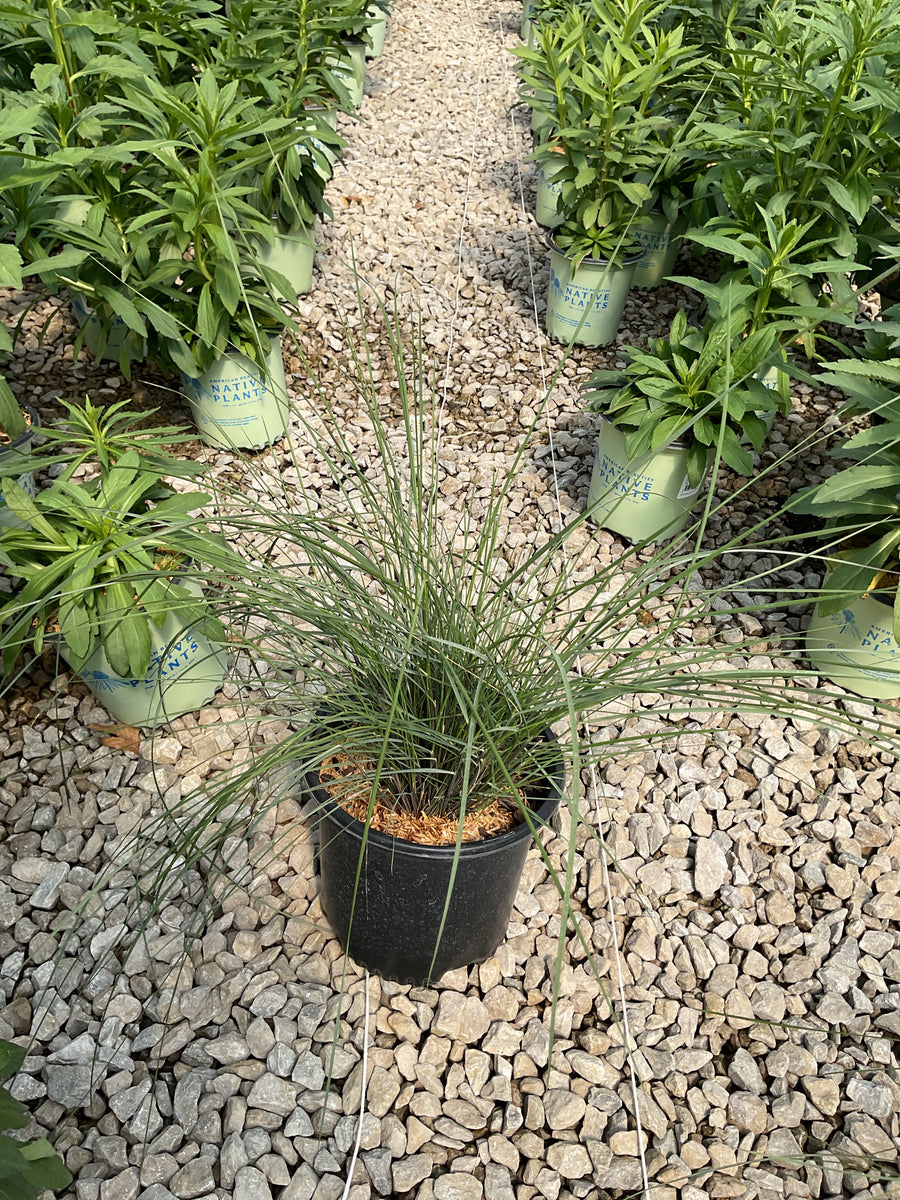 MUHLENBERGIA 'Muhlenbergia Capillaris' — G1