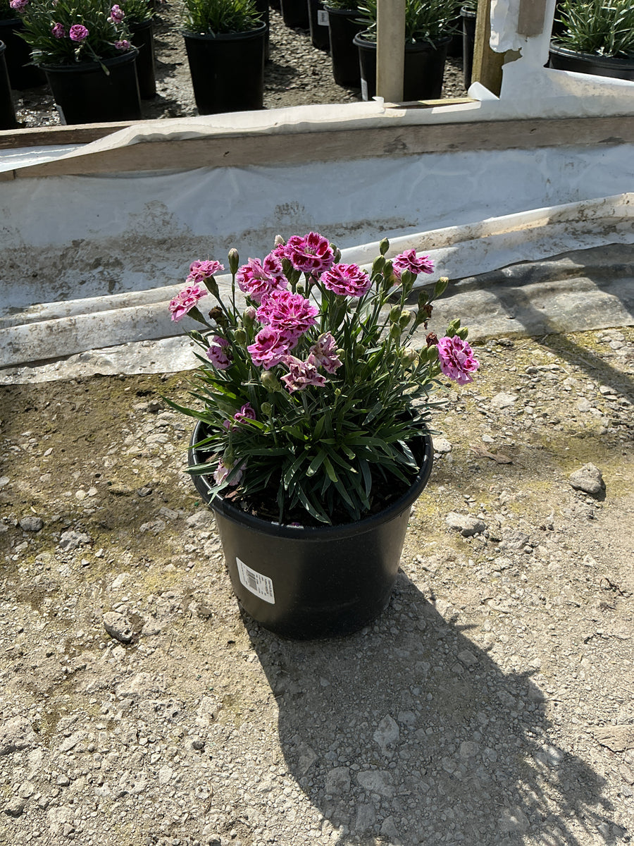 Dianthus delilah 'Purple Bicolor' — 19CM