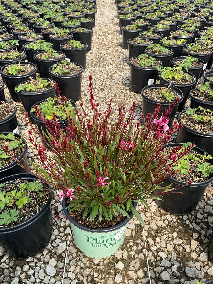 Gaura lindheimeri Belleza® Compact Light Pink — 19CM PTW