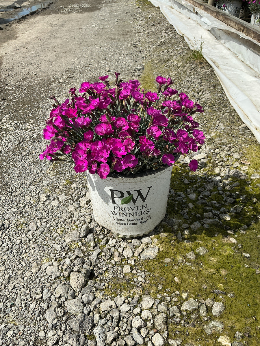 Dianthus paint 'The Town Fuchsia' — 19CM PW