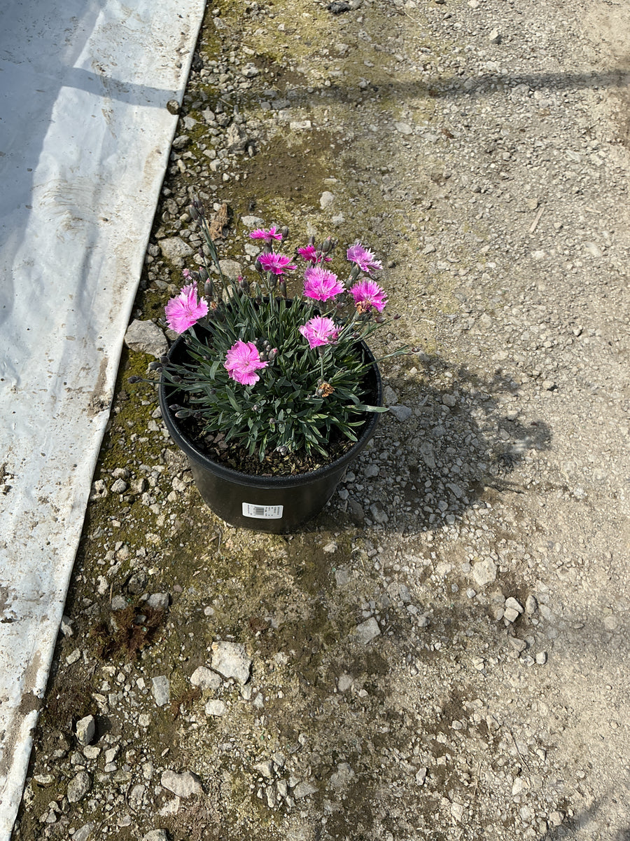 Dianthus 'Everbloom Watermelon Ice' — 19CM