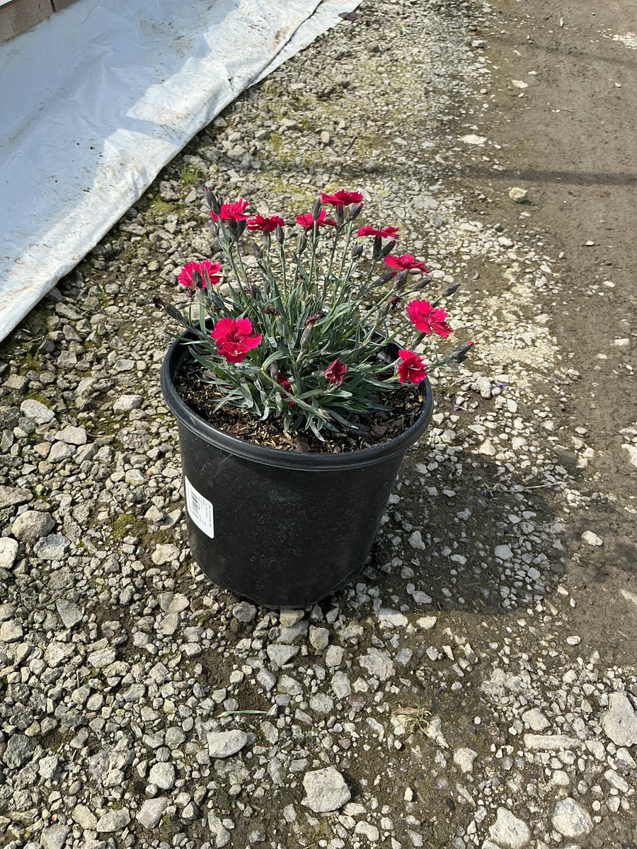 Dianthus 'Everbloom Red Delicious' — 19CM