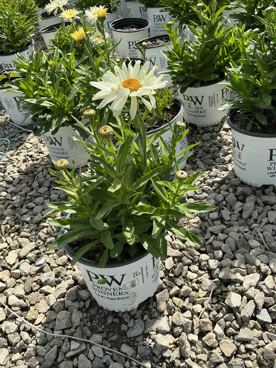 Leucanthemum S 'Banana Cream 2' — G1 PW