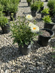 Leucanthemum 'Victorian Secret'