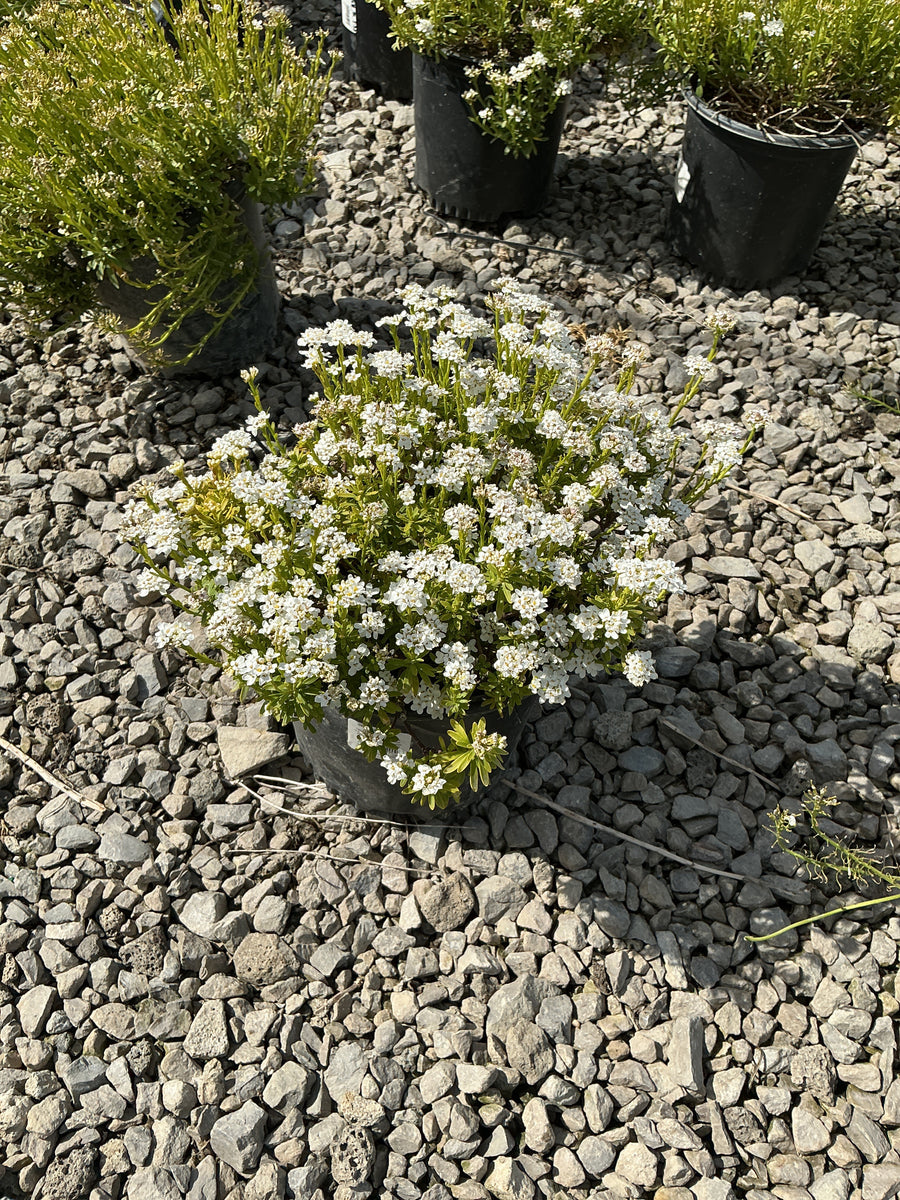 Iberis sempervirens 'Snowsurfer' — 19CM