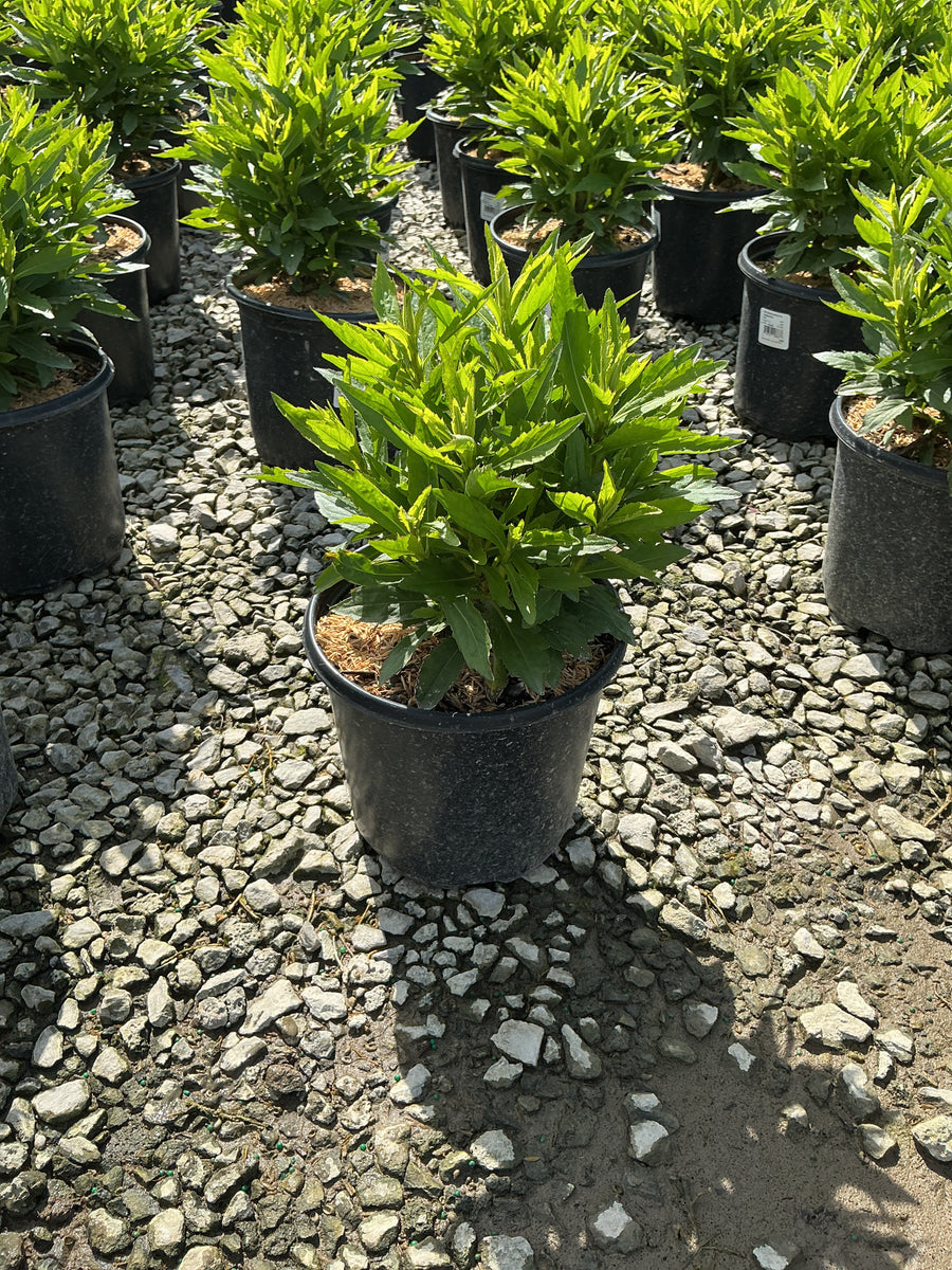 Helenium 'Mariachi Sombrero' — G1