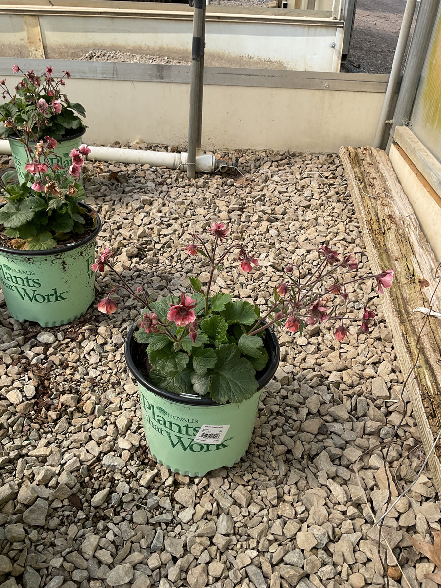 Geum tempo 'Rose' — G1 PTW