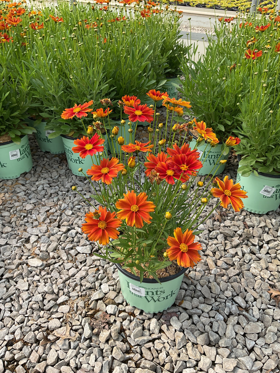 Coreopsis x 'Lil Bang Darling Clemantine' — 19CM PTW