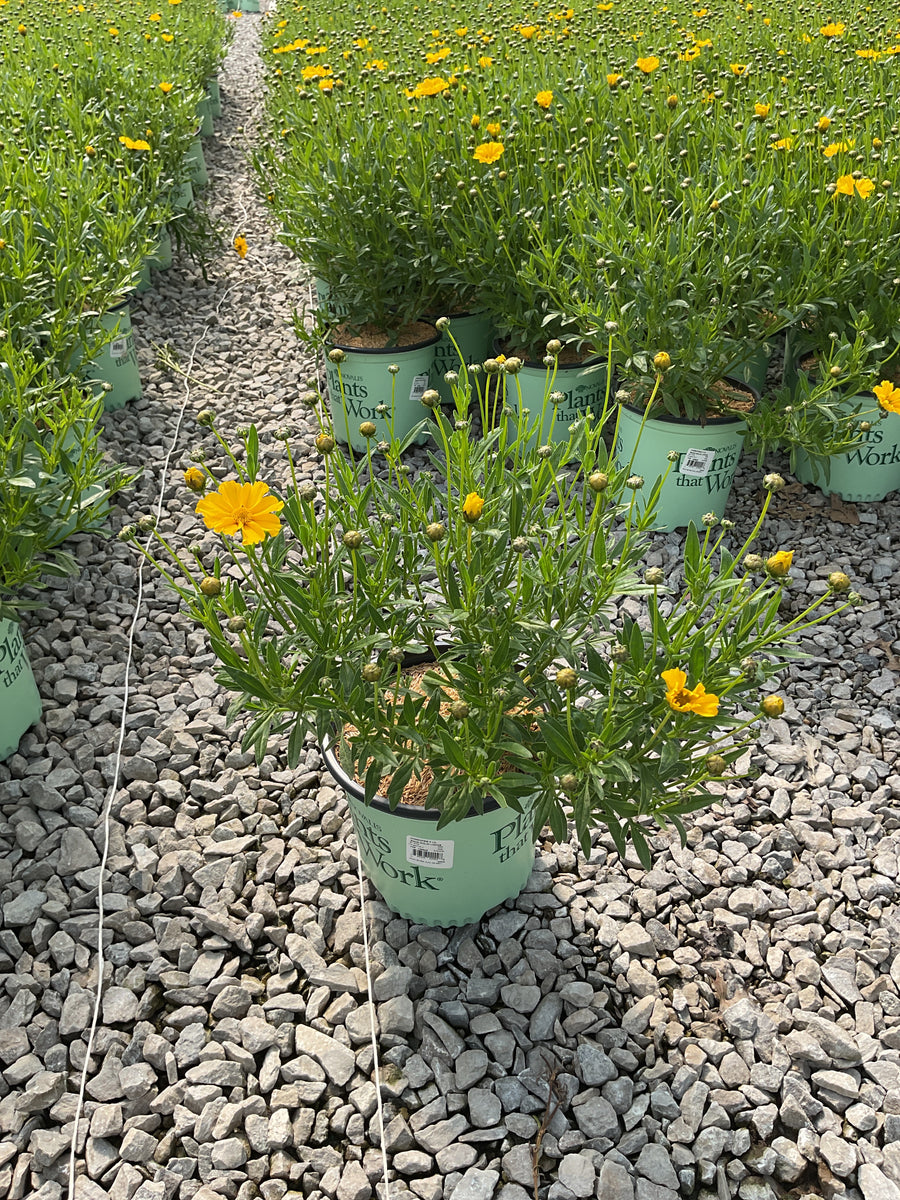 Coreopsis x 'Lil Bang Goldi Locks' — 19CM PTW