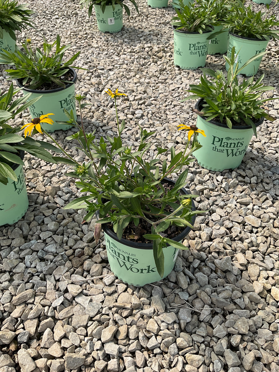 Rudbeckia x 'American Gold Rush' — 19CM PTW