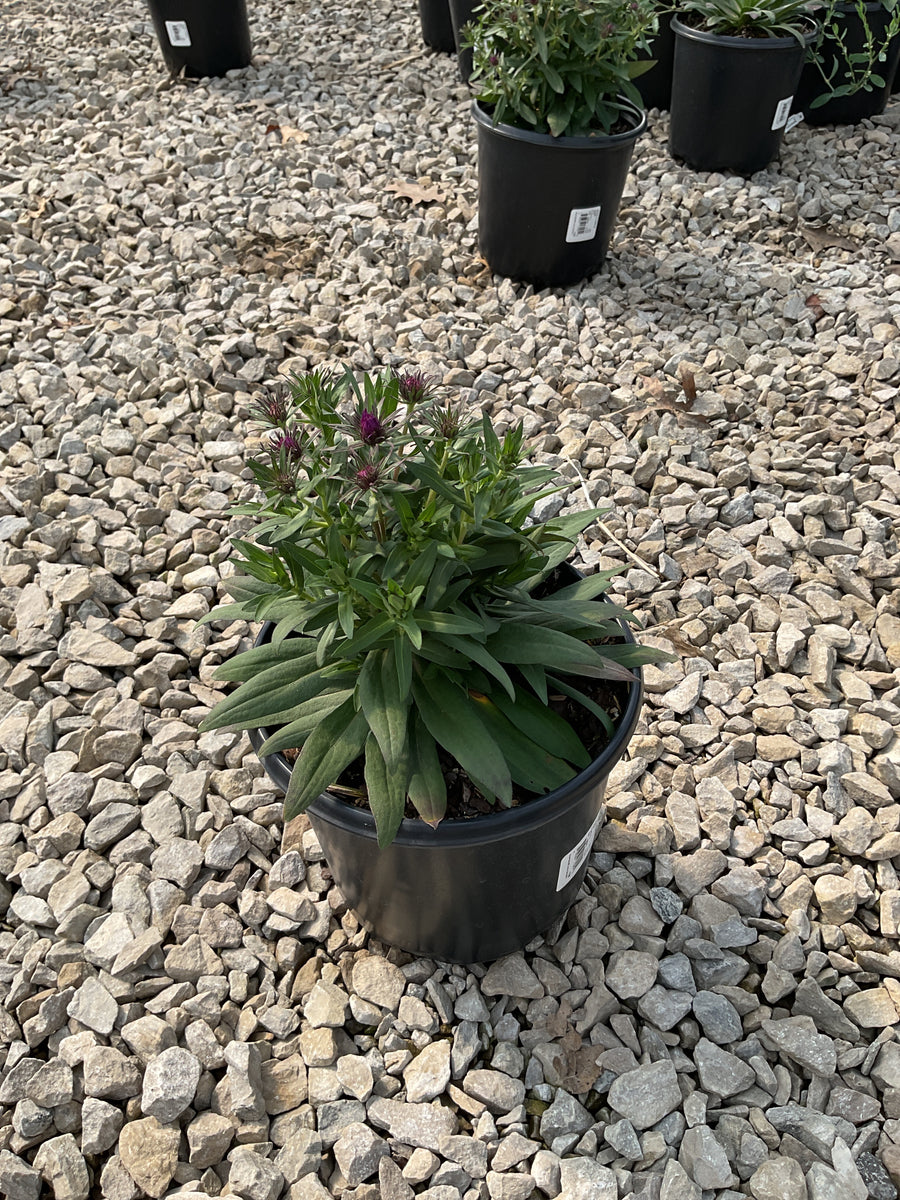 Aster novi-belgii 'Purple Dome' — 19CM