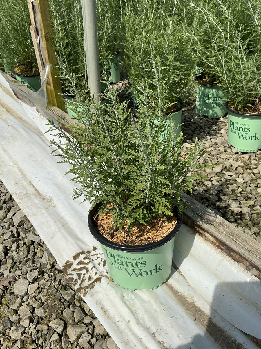 Perovskia atriplicifolia 'Blue Jean Baby' — 19CM PTW