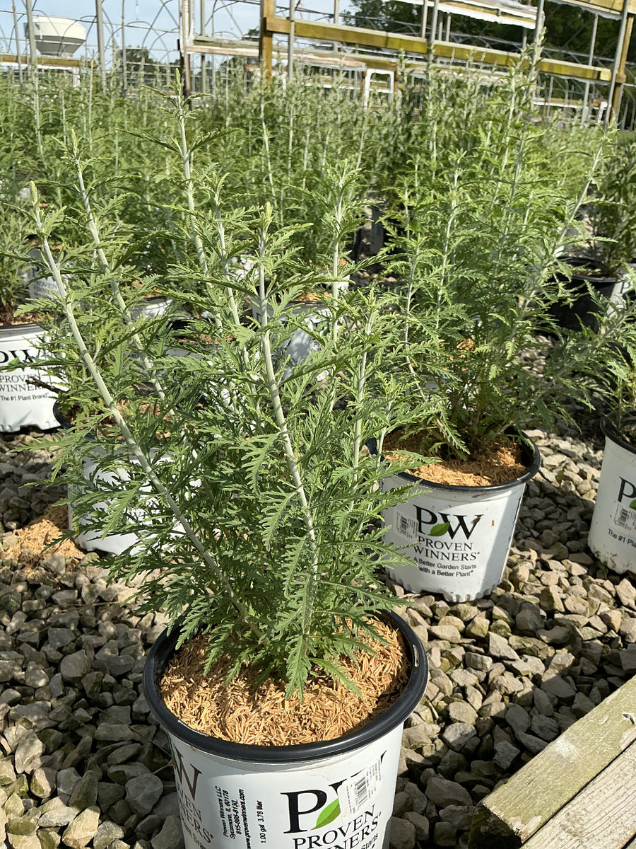 Perovskia atriplicifolia 'Denim N Lace' — 19CM PW