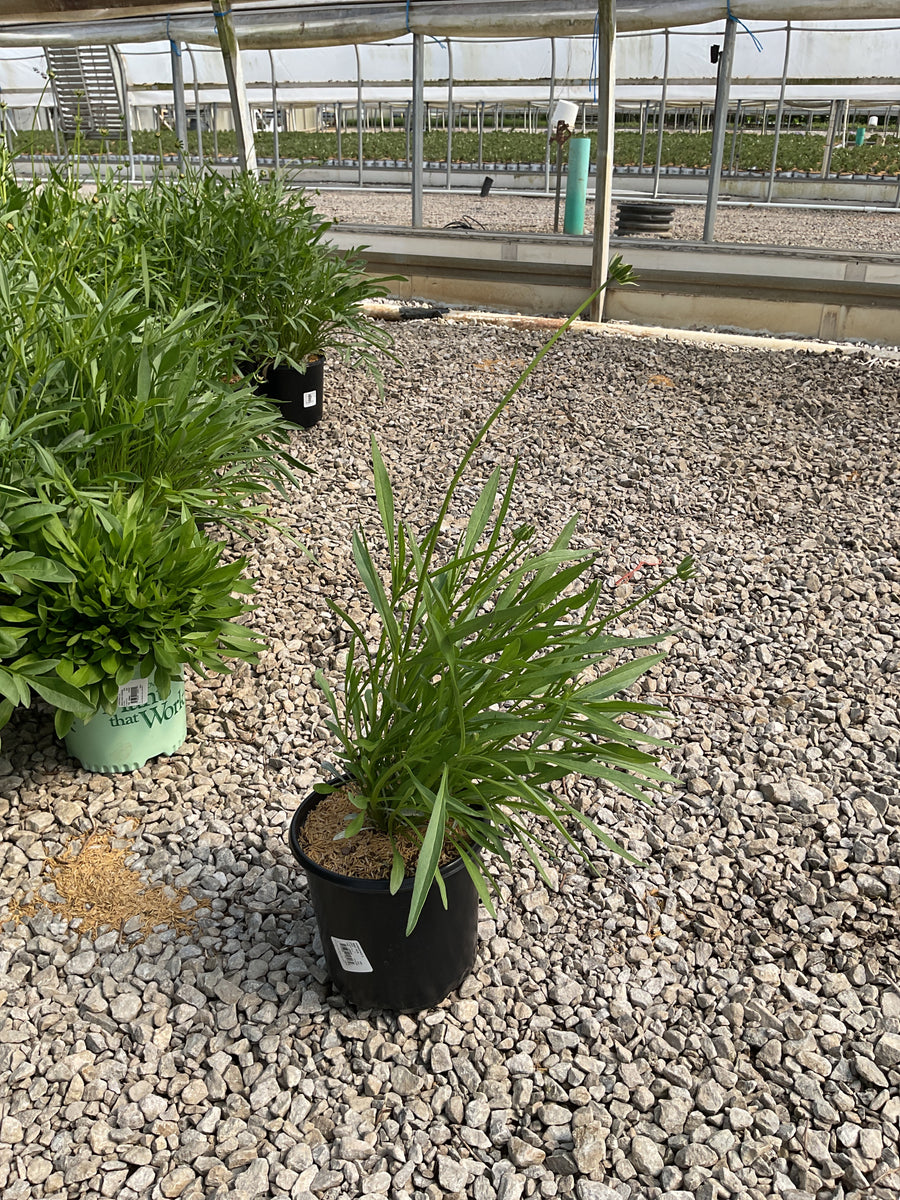 Coreopsis grandiflora 'Baby Sun' — 19CM