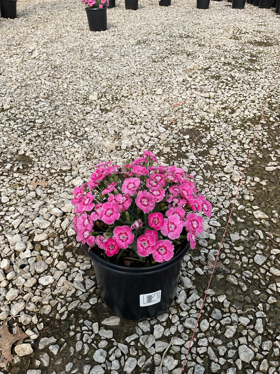 Dianthus 'Everbloom Strawberry Tart' — 19CM
