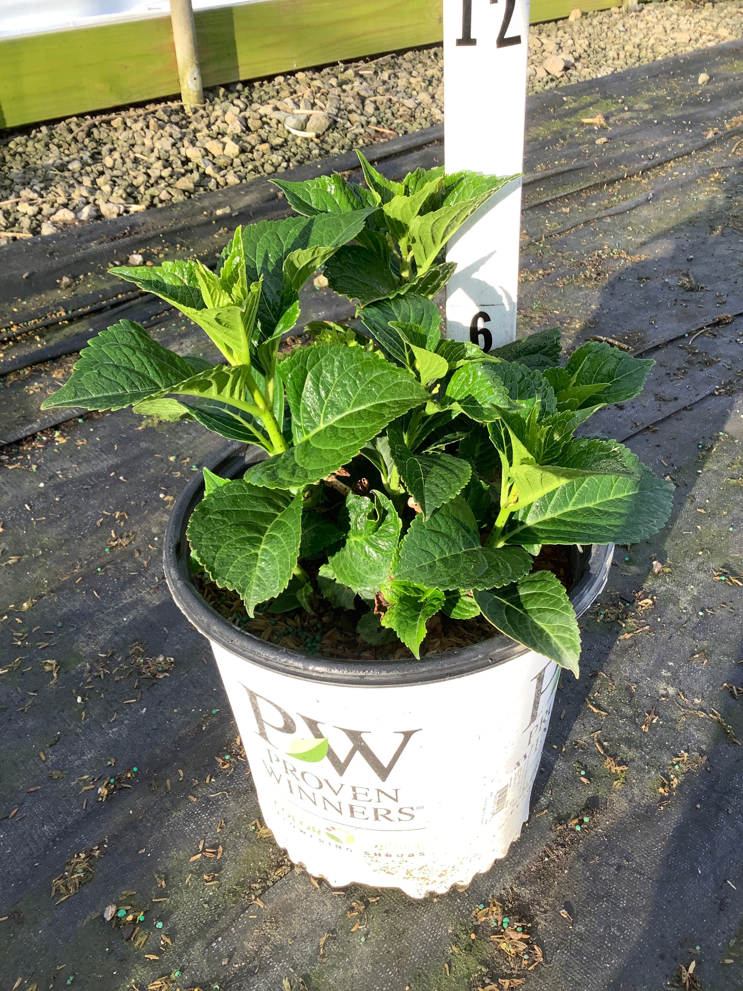 Hydrangea macrophylla 'Wee Bit Grumpy'
