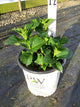 Hydrangea macrophylla 'Wee Bit Grumpy'
