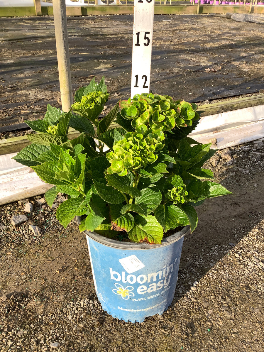 Hydrangea macrophylla 'Tilt-A-Swirl' — G2  BE