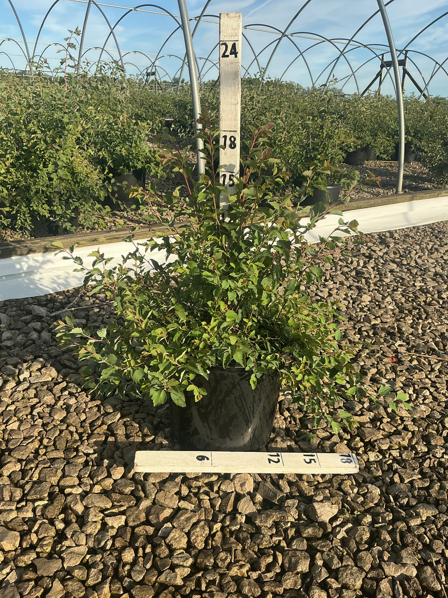 Spiraea x vanhouttei 'Renaissance' — G3 15