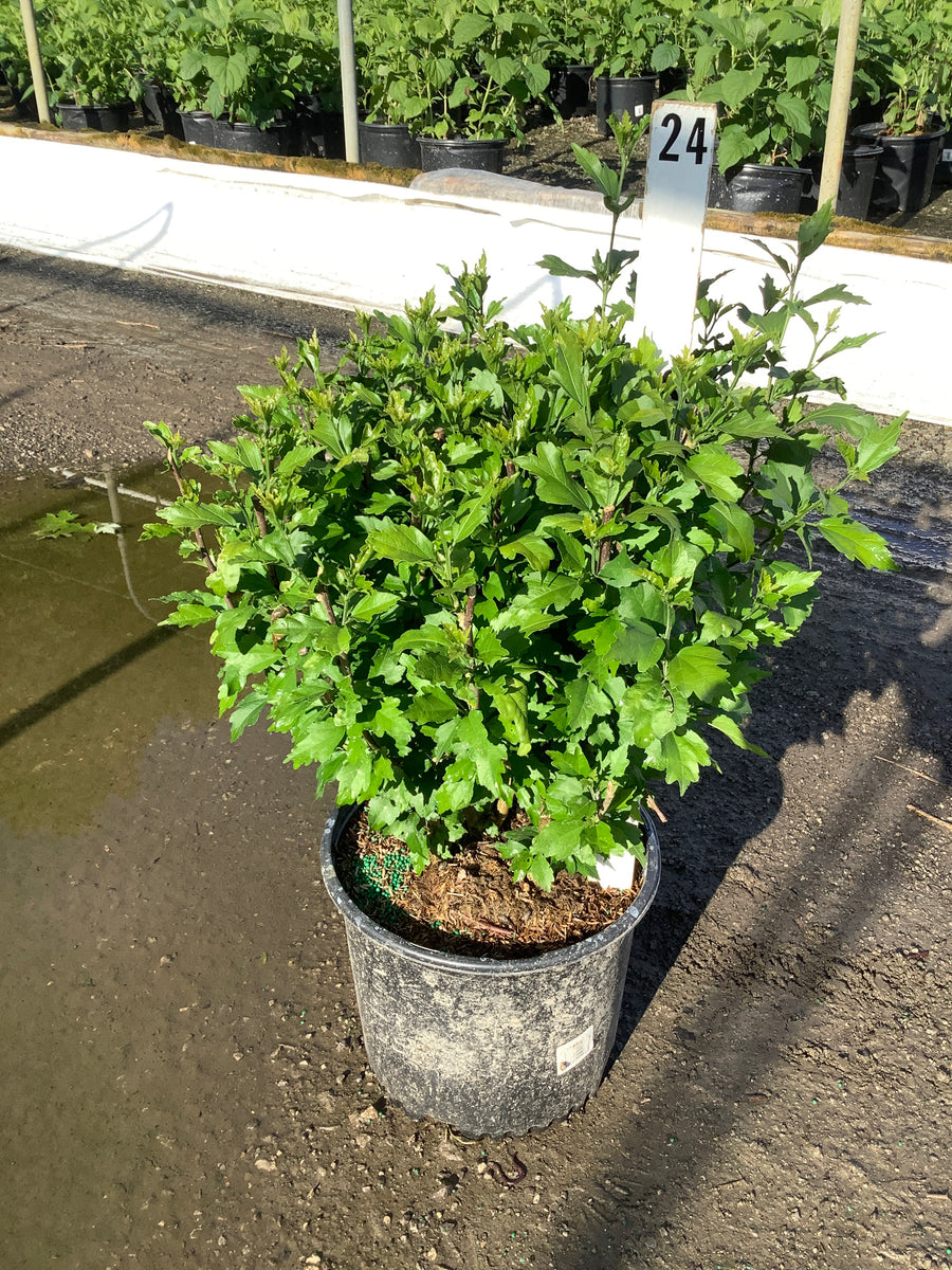 Hibiscus syriacus 'Blushing Bride' — G3 18
