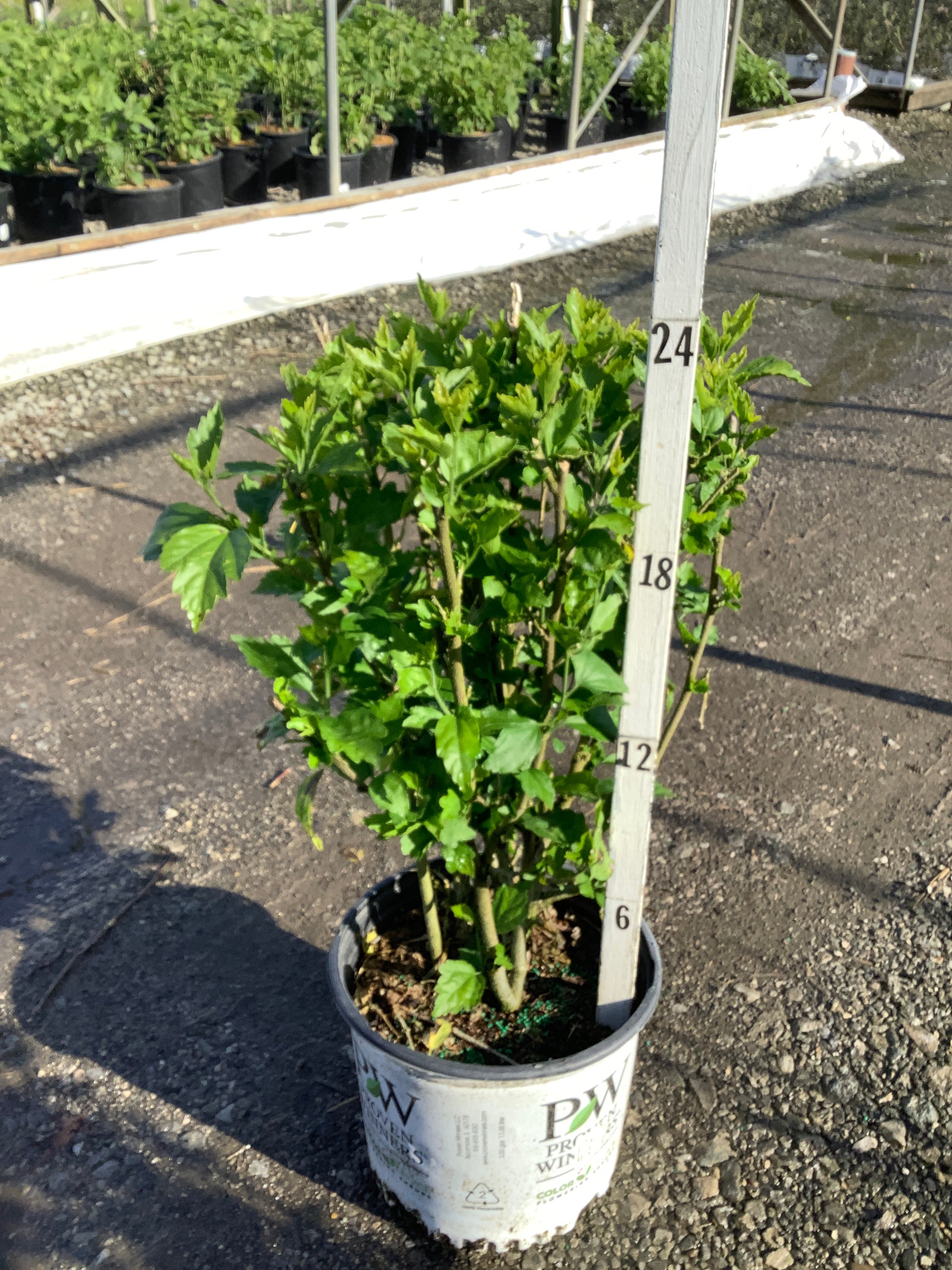 Hibiscus paraplu 'Rouge'