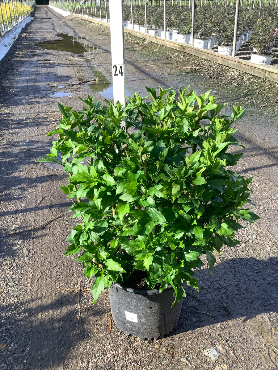 Hibiscus syriacus 'Ardens' — G3 18