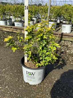Hibiscus syriacus 'Minpapan1'
