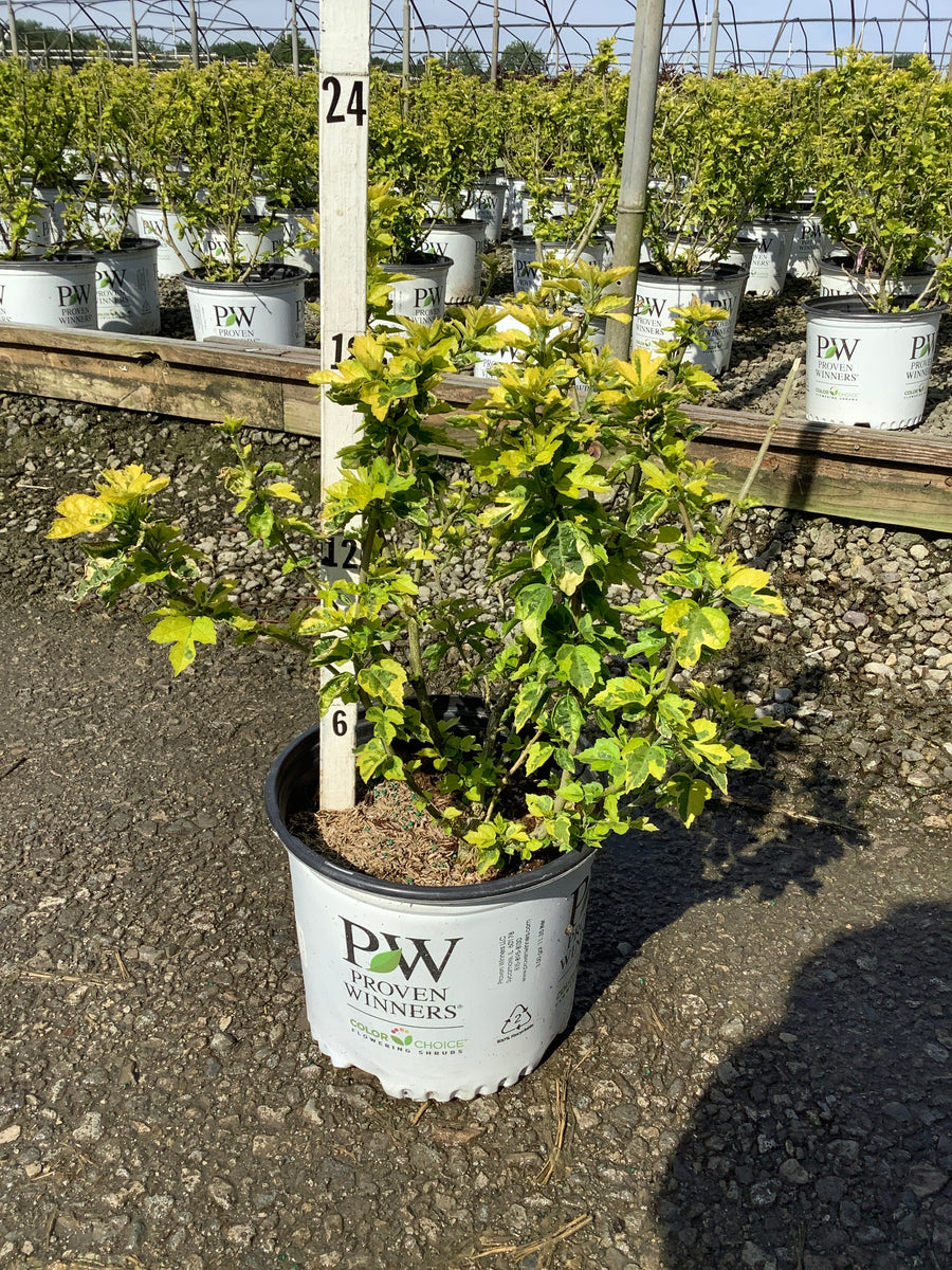 Hibiscus syriacus 'Minpapan1'