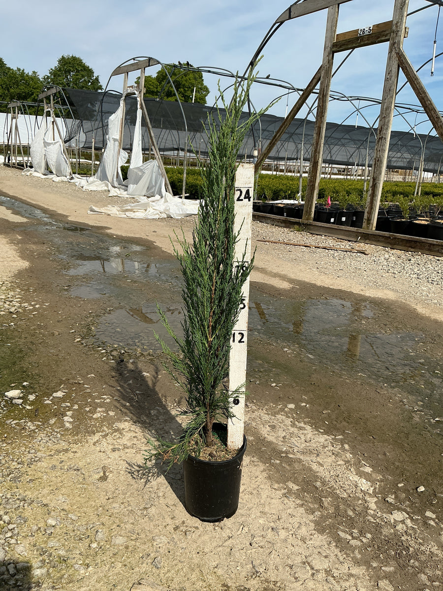 Juniperus scopulorum 'Skyrocket' — G1 8