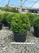 Buxus newgen 'Independence'