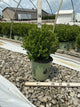 Buxus newgen 'Freedom'