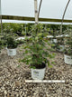 Viburnum carlesii 'Spice Girl'