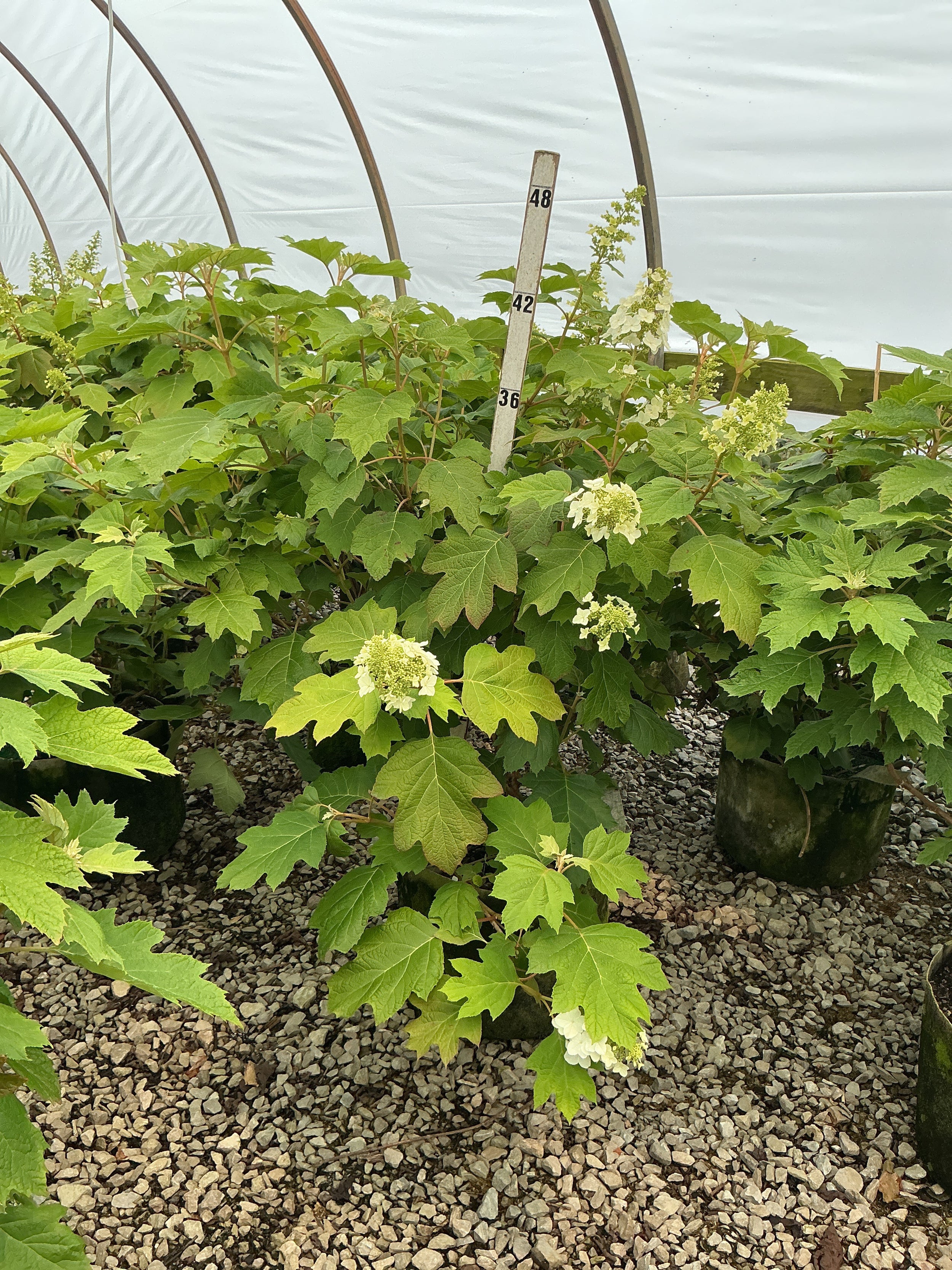 Hydrangea quercifolia 'Alice'
