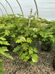 Hydrangea quercifolia 'Alice'