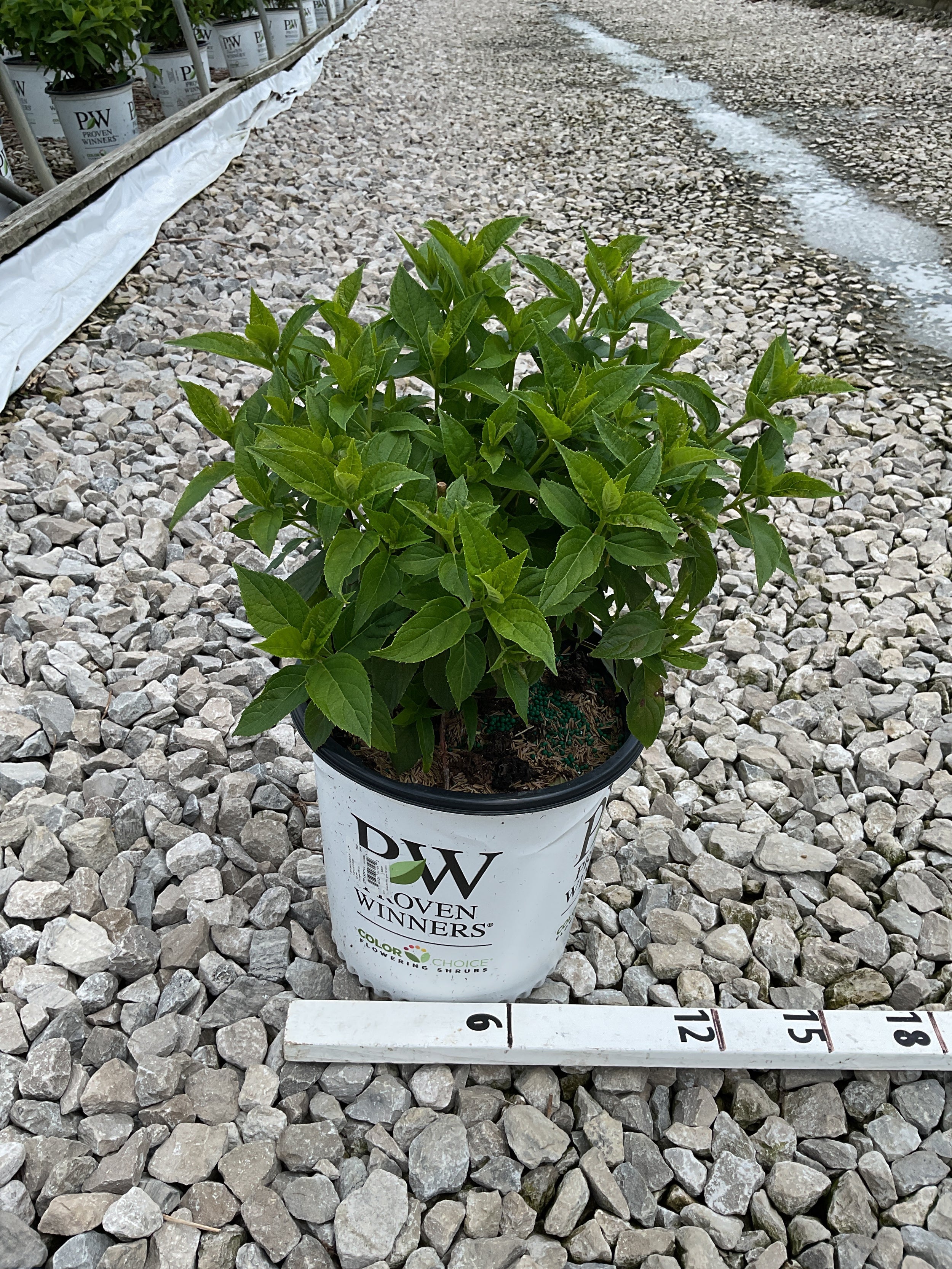Hydrangea paniculata 'Jane'