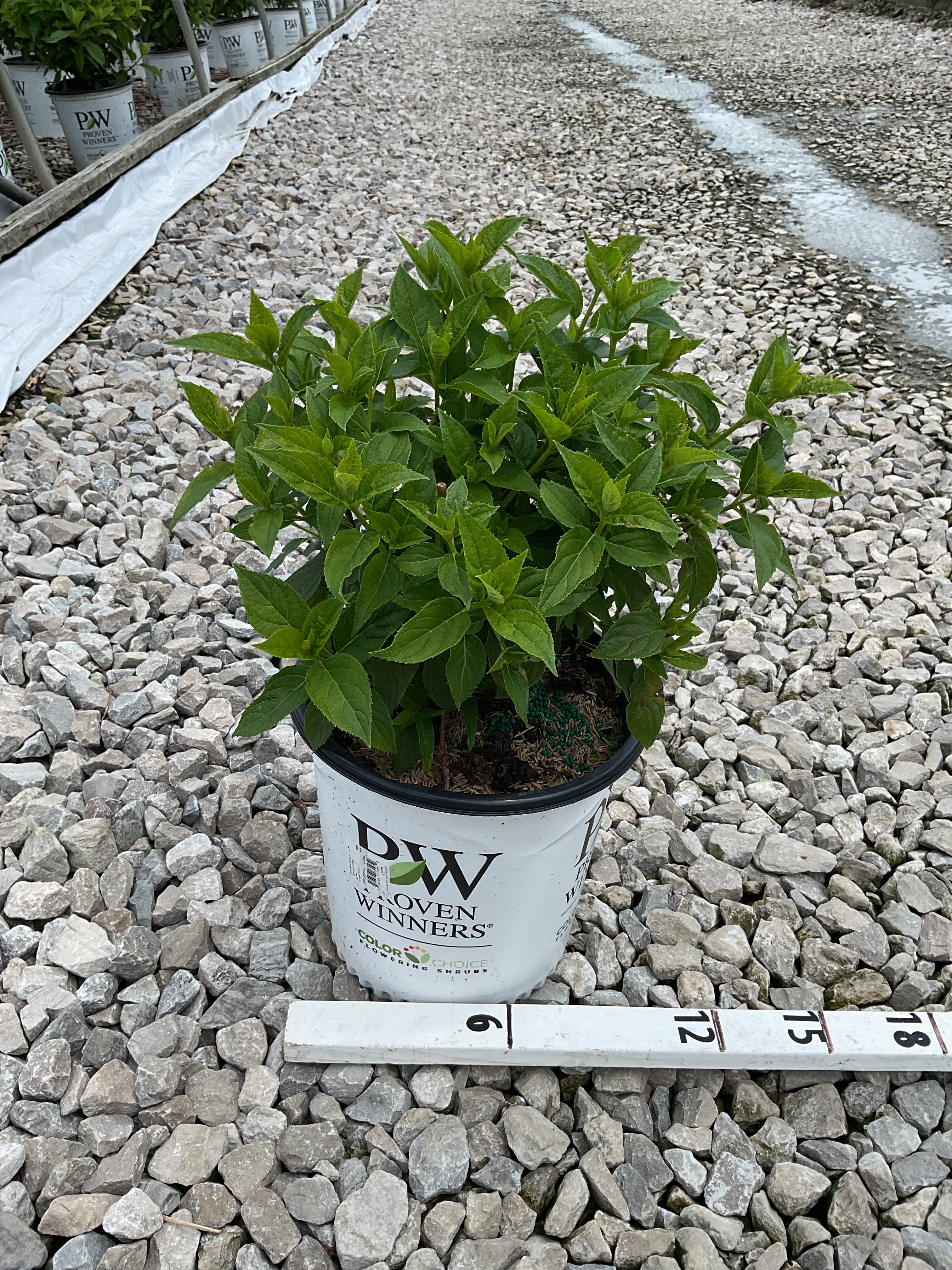 Hydrangea paniculata 'Jane'