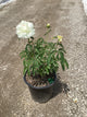 Paeonia lactiflora 'Shirley Temple'