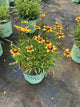 Coreopsis x 'Cosmic Eye'