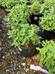 Nepeta faassenii 'Walker's Low'