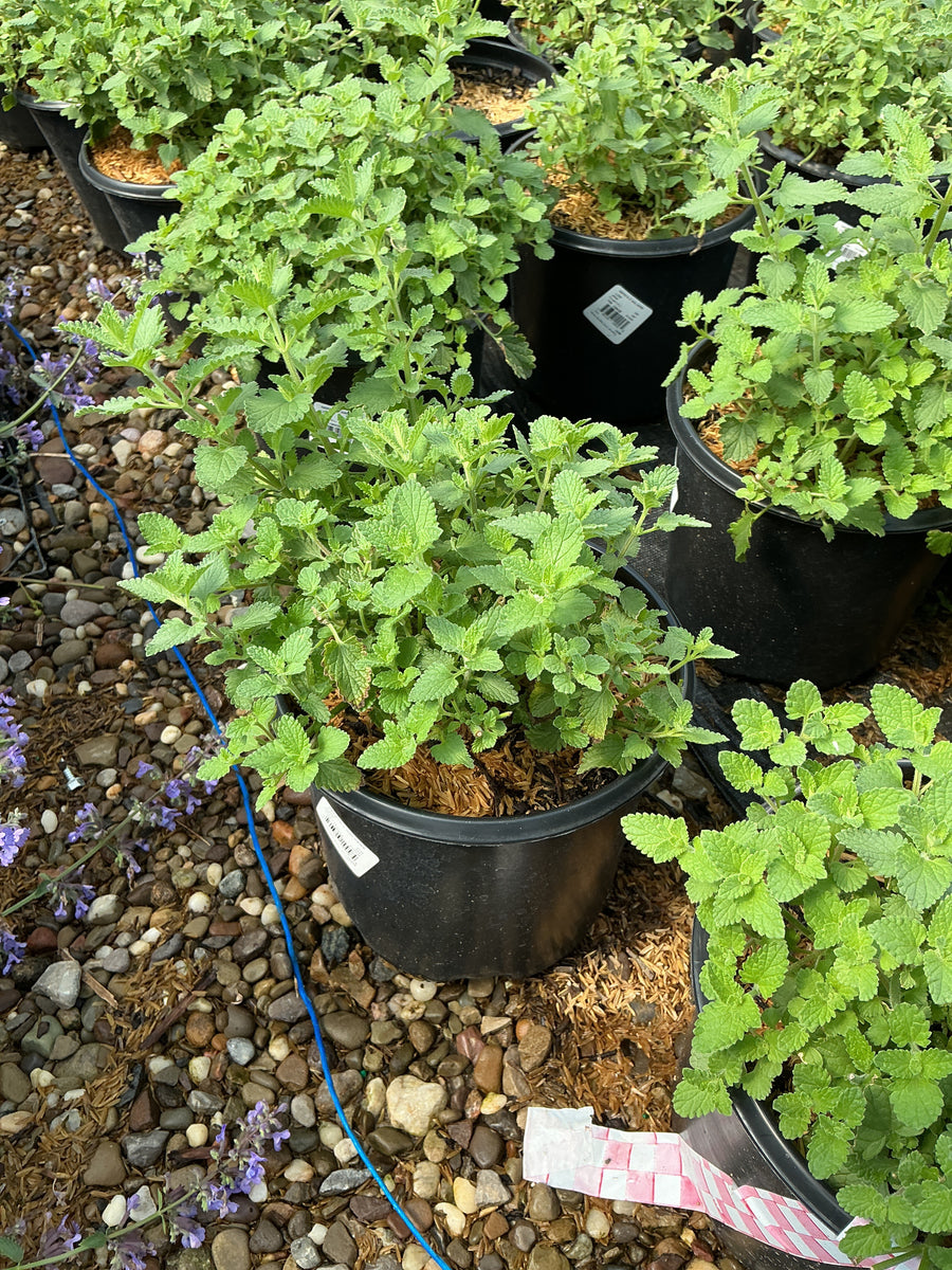 Nepeta faassenii 'Walker's Low' — 19CM