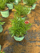 Coreopsis x 'Lil Bang Candy Stripes'