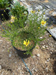 Coreopsis verticillata 'Creme Brulee'