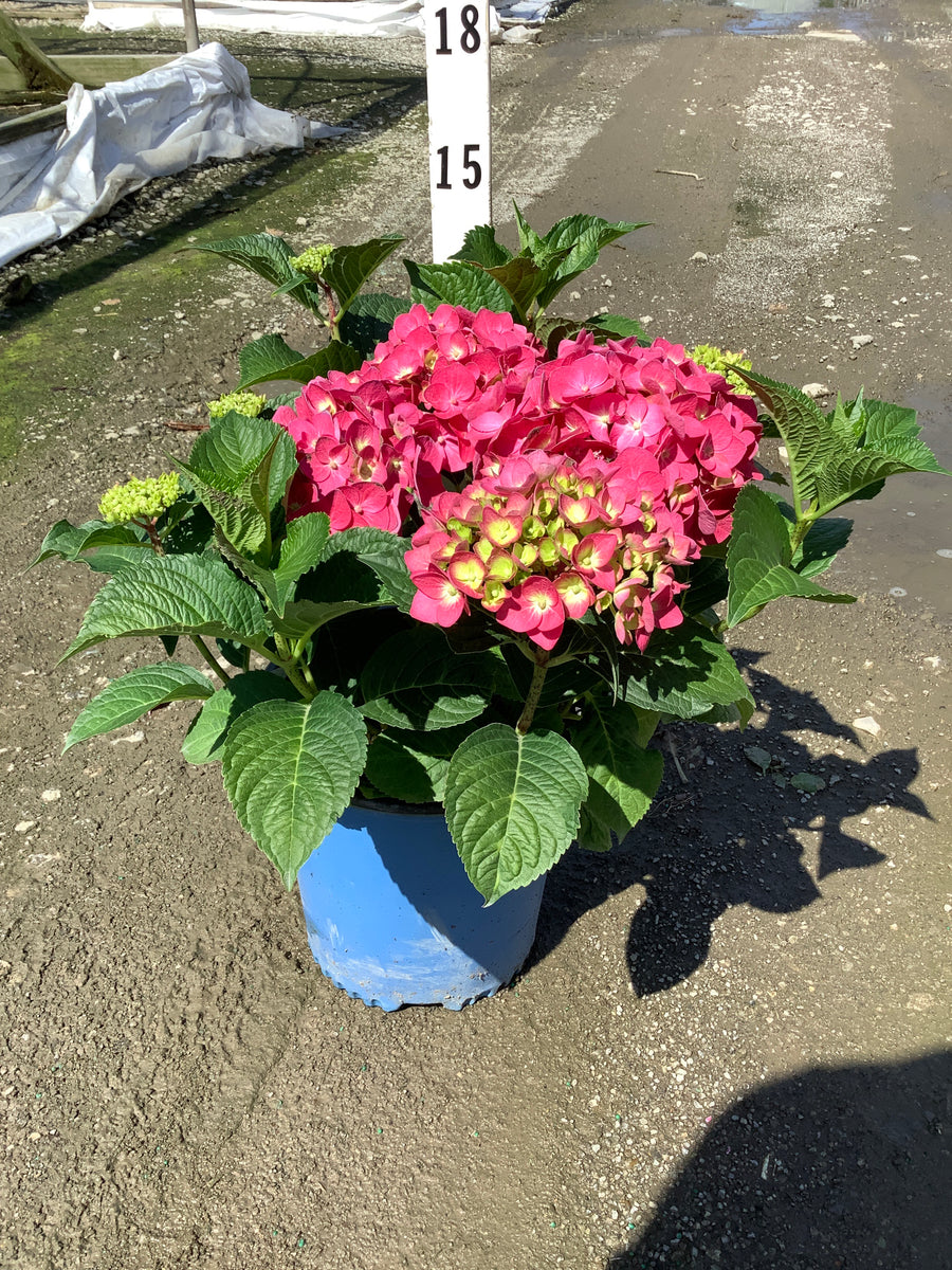 Hydrangea macrophylla 'Summer Crush' — G2 ES
