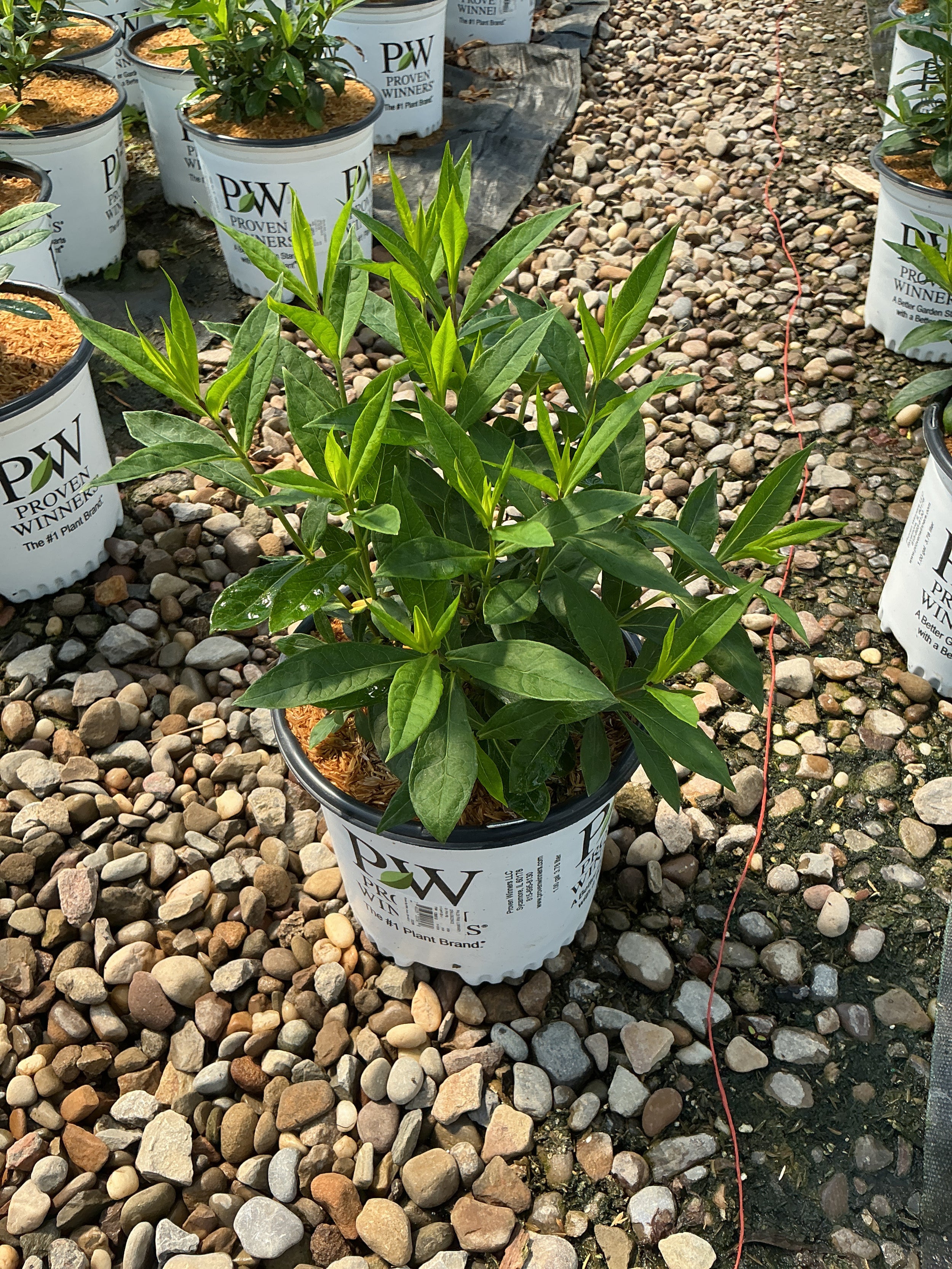 Phlox paniculata 'Luminary Opalescence'