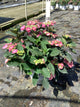 Hydrangea 'S Tuff Stuff Top Fun'