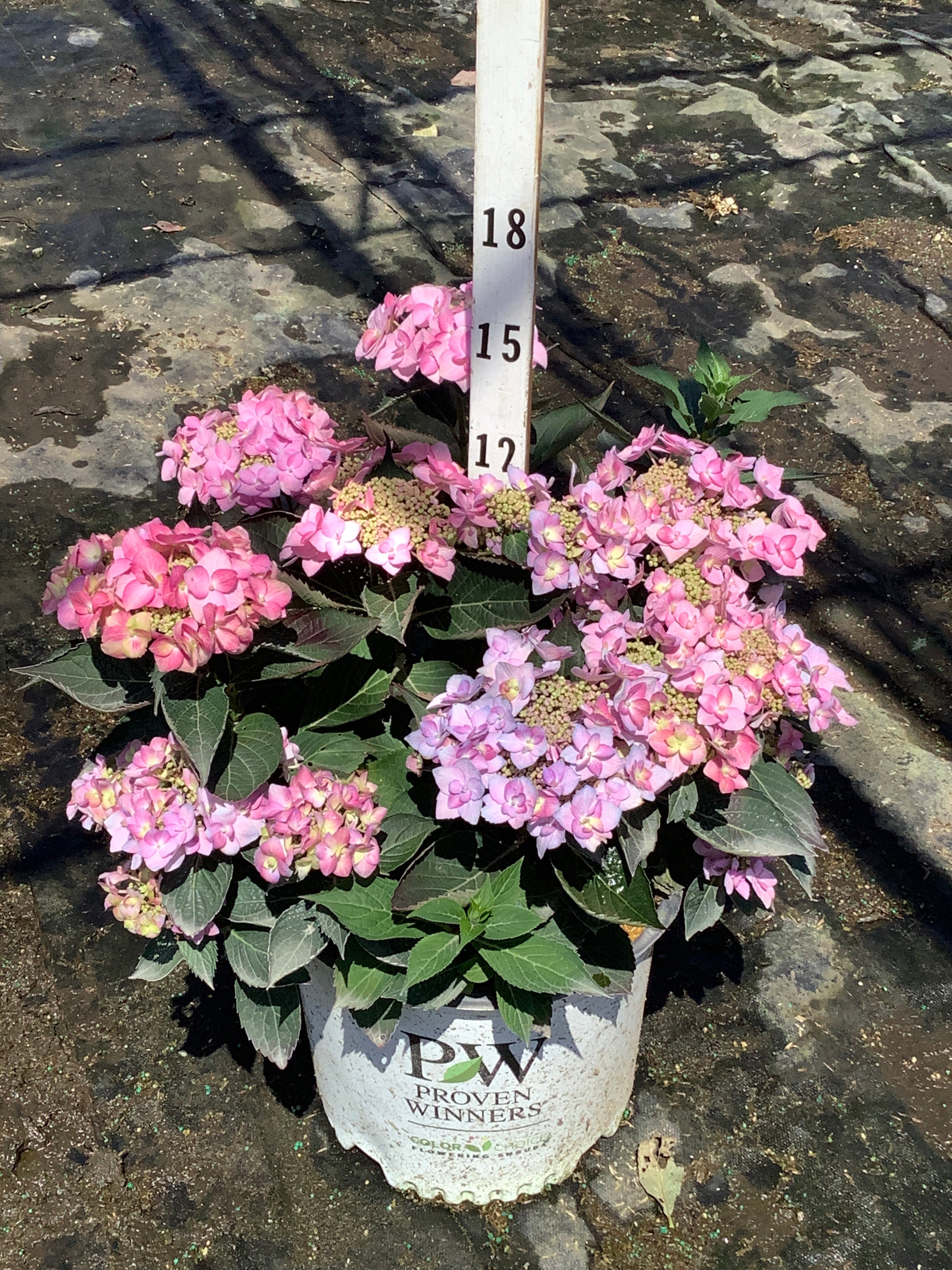 Hydrangea macrophylla 'Lets Dance Can Do'